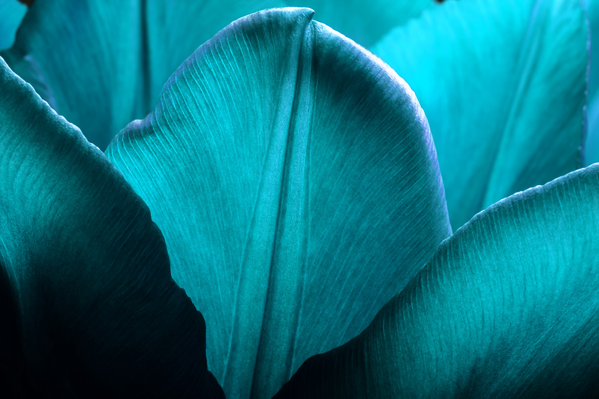 Close up of blue plant leaves