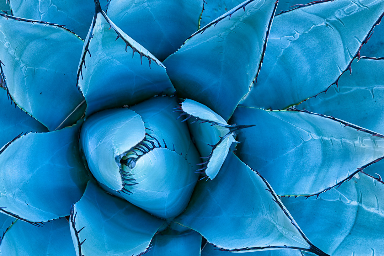Close up of blue succulent