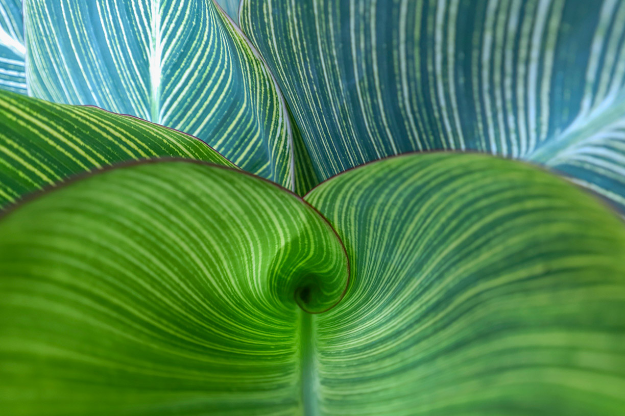 Close up of green plant leaves