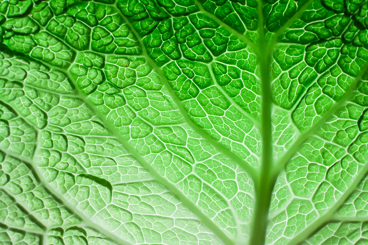 Close up of green leaf