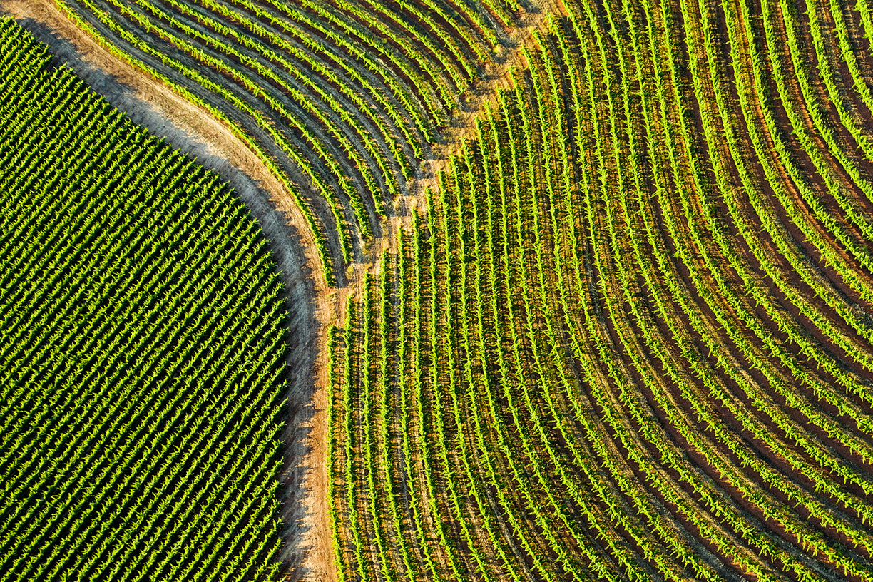 Aerial view of rows of plants on a farm