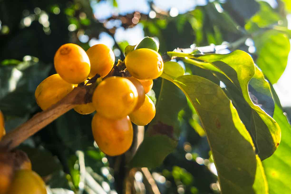 Oranges