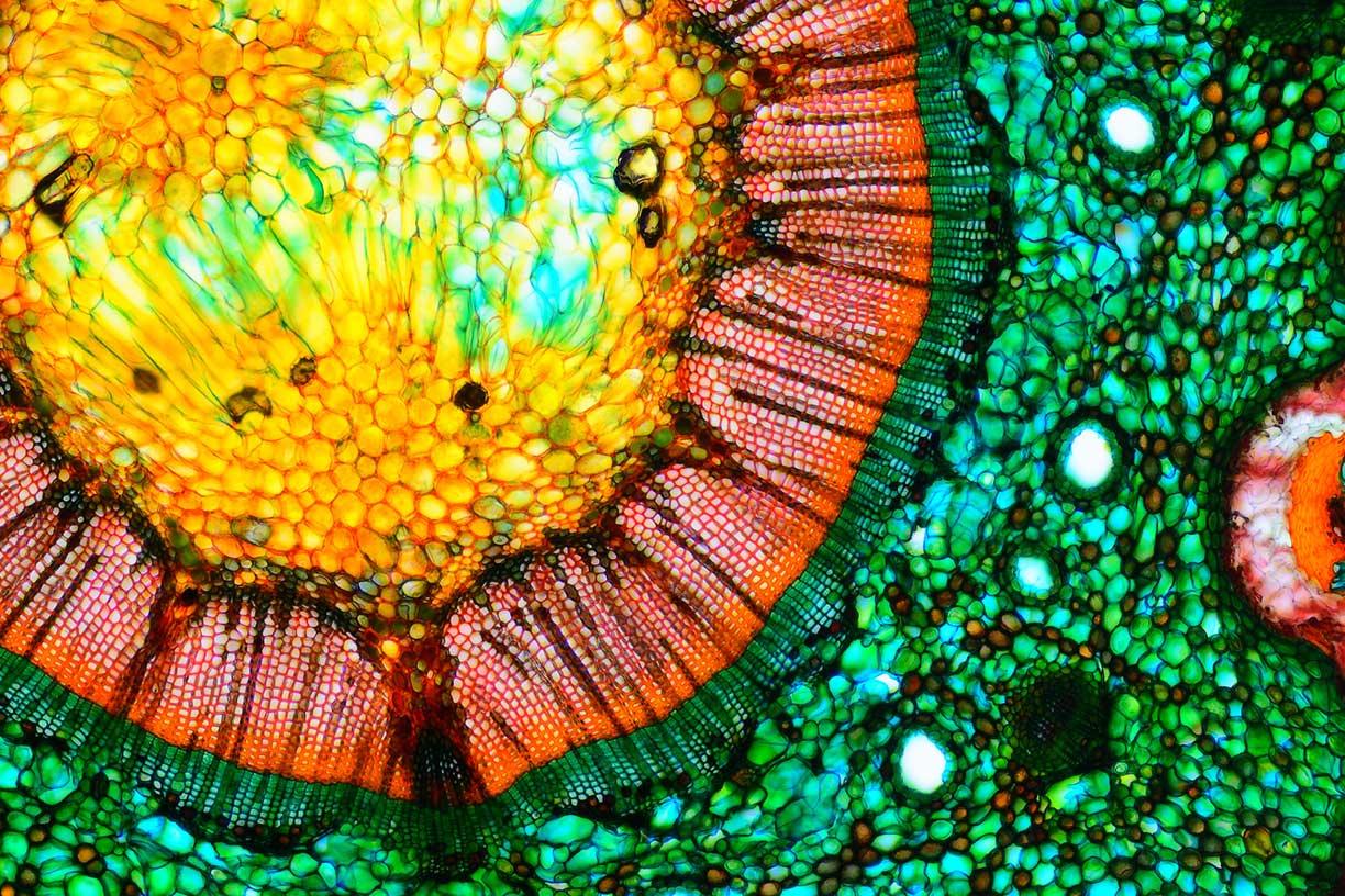 Closeup micro organism