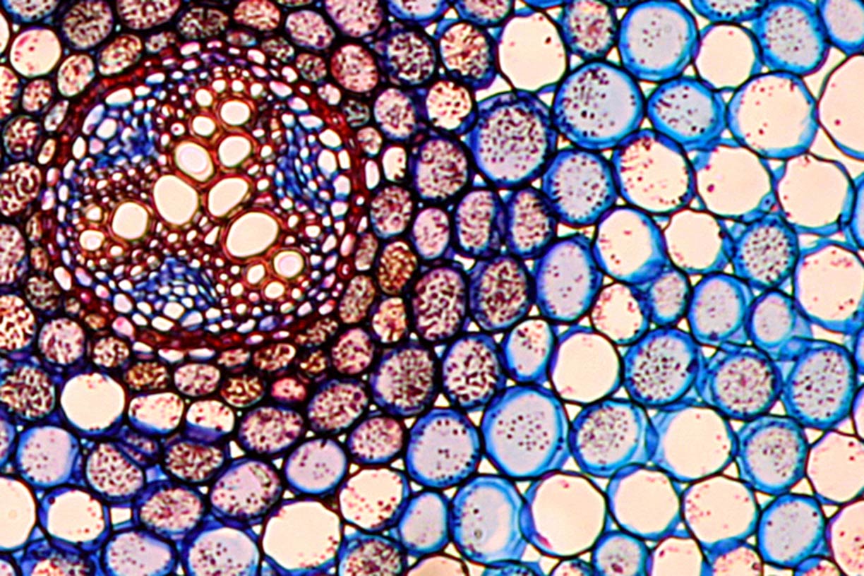 Close up of micro organism