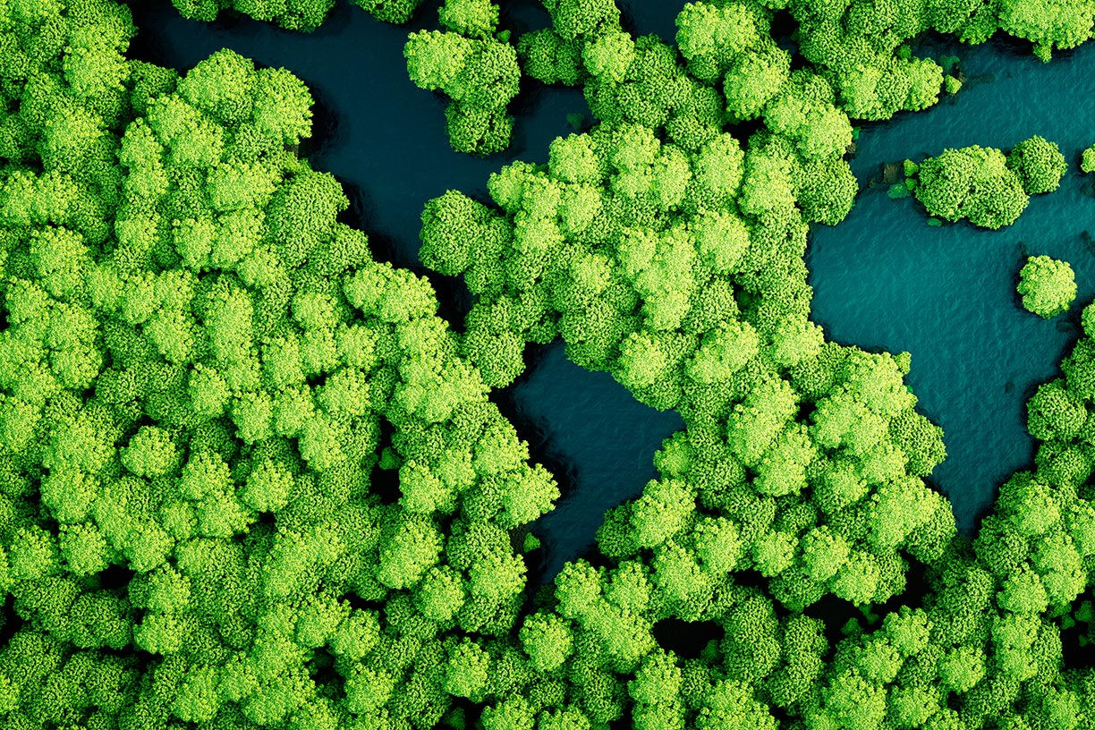 Aerial trees and water