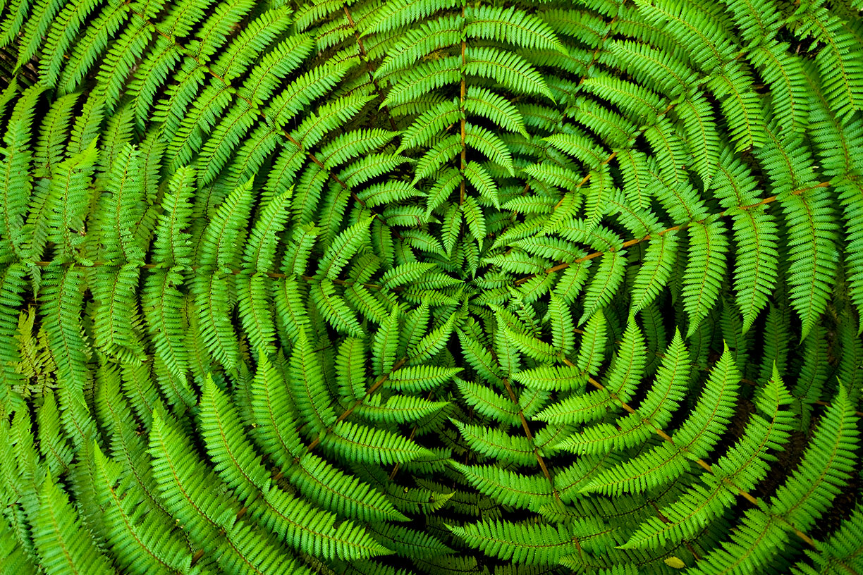 fern plants in concentric pattern