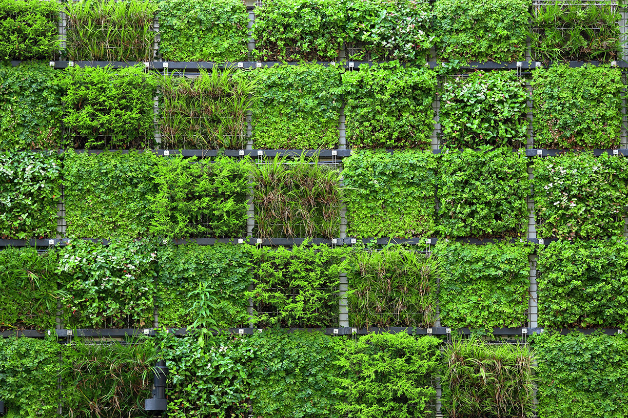 Green plant wall