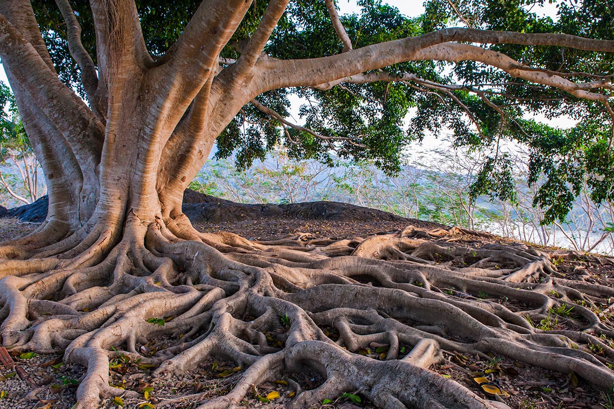 Tree roots