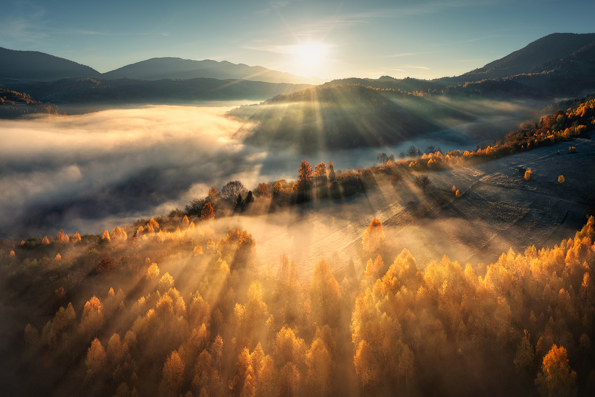 Foggy forest