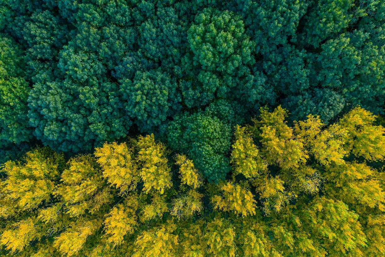 Change in color of trees in forest