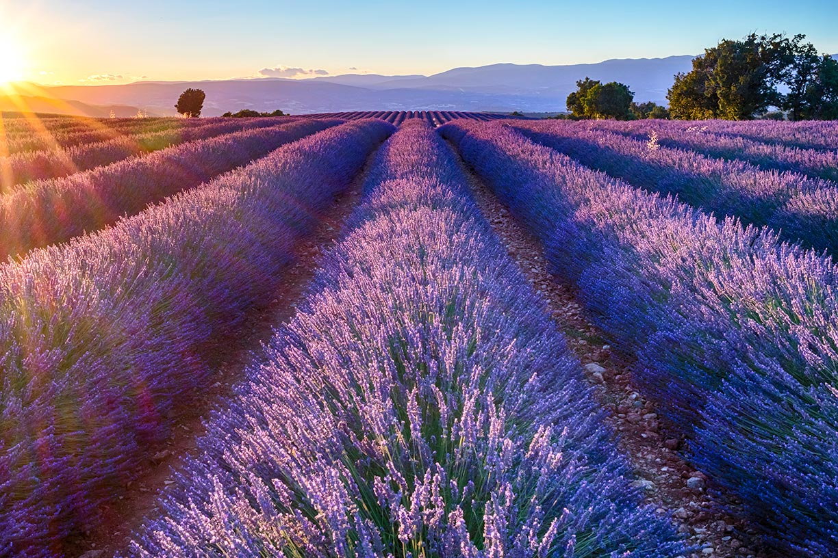 Rows of lavendar at sunset