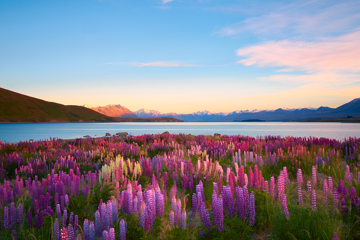 Flowers near lake